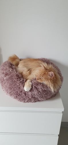 Customer photo review of Lit Apaisant Comfy® |  Pour Chien et Chat