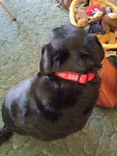 Customer photo review of Trump 2020 Dog Collars