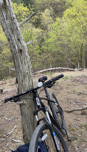 Customer photo review of Rendal Alloy Mountain Bike 29"