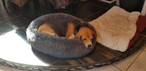 Customer photo review of Lit Apaisant Comfy® |  Pour Chien et Chat