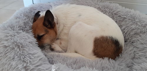 Customer photo review of Lit Apaisant Comfy® |  Pour Chien et Chat
