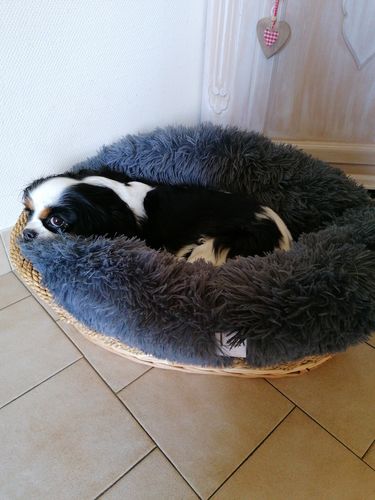 Customer photo review of Lit Apaisant Comfy® |  Pour Chien et Chat