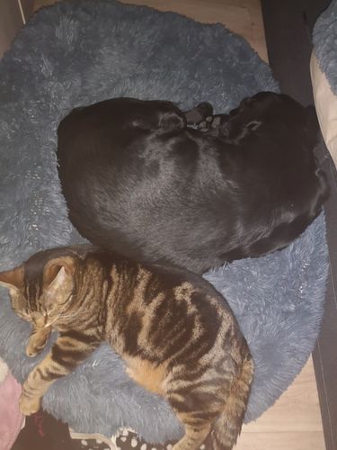 Customer photo review of Lit Apaisant Comfy® |  Pour Chien et Chat