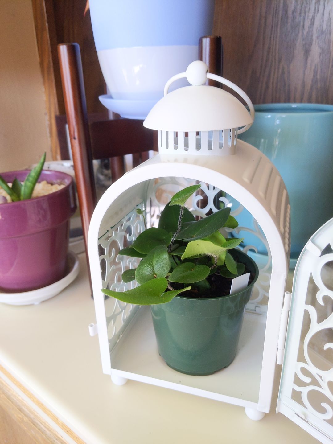 Customer photo review of 4" Fern Heart (Hemionitis Arifolia)