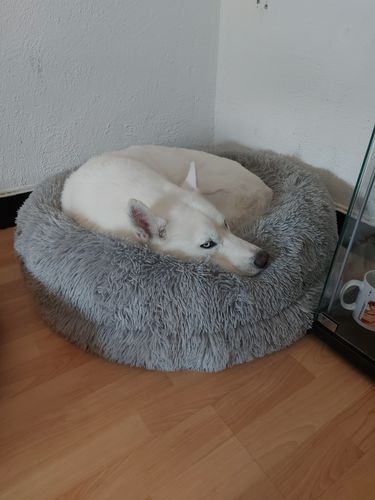 Customer photo review of Lit Apaisant Comfy® |  Pour Chien et Chat