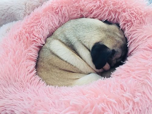 Customer photo review of Lit Apaisant Comfy® |  Pour Chien et Chat