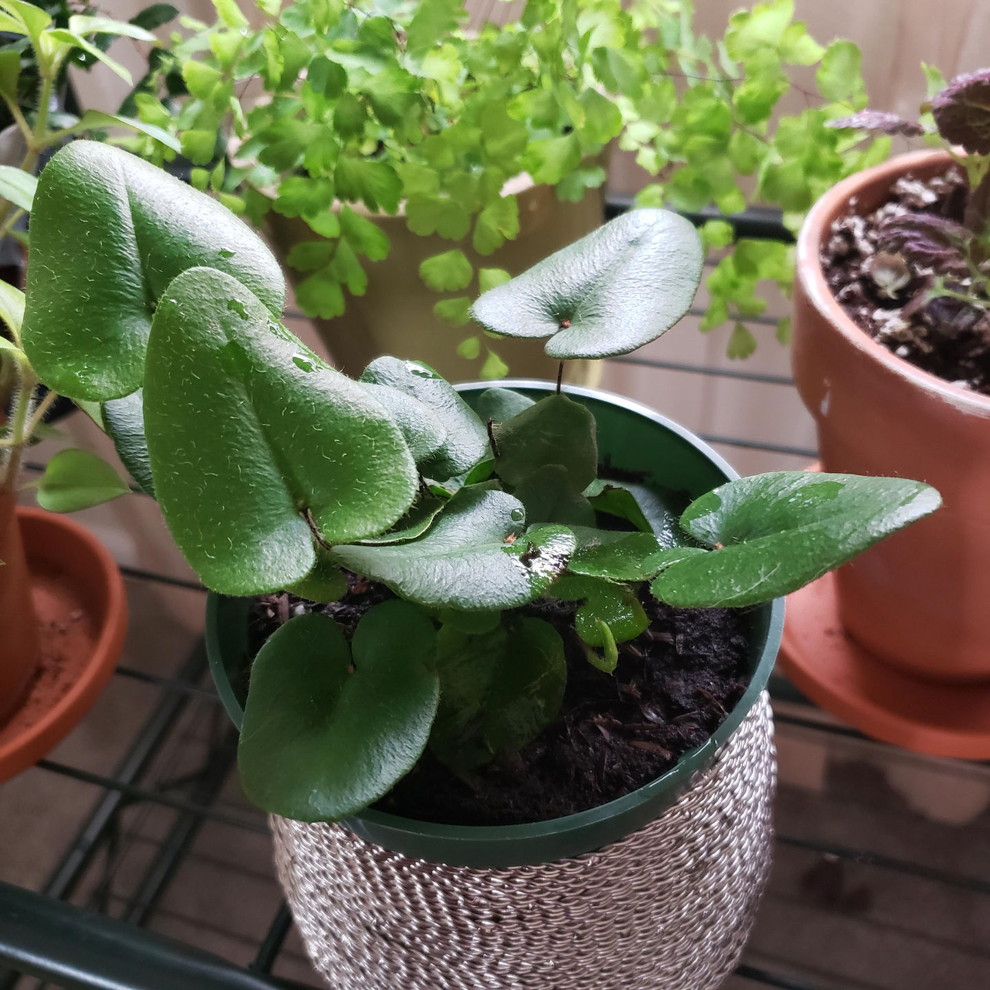 Customer photo review of 4" Fern Heart (Hemionitis Arifolia)