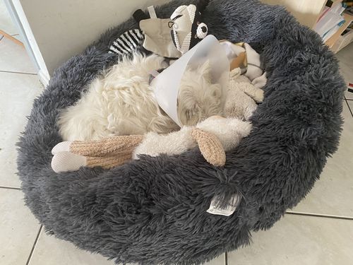 Customer photo review of Lit Apaisant Comfy® |  Pour Chien et Chat