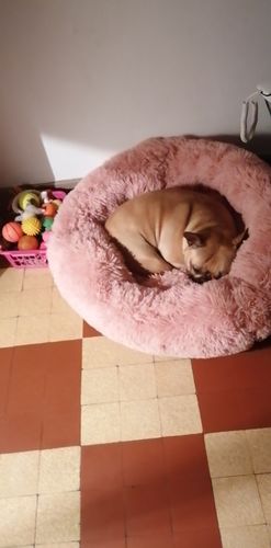 Customer photo review of Lit Apaisant Comfy® |  Pour Chien et Chat