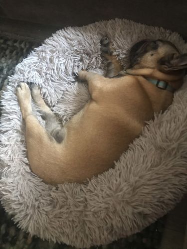 Customer photo review of Lit Apaisant Comfy® |  Pour Chien et Chat