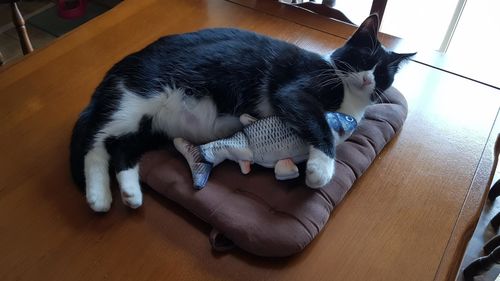 Funtoy Le Poisson Dansant Jouet Interactif Pour Chat Gadgets D Eve