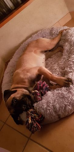 Customer photo review of Pouf apaisant pour chiens et chats