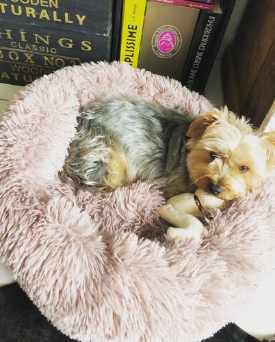 Customer photo review of Lit Apaisant Comfy® |  Pour Chien et Chat