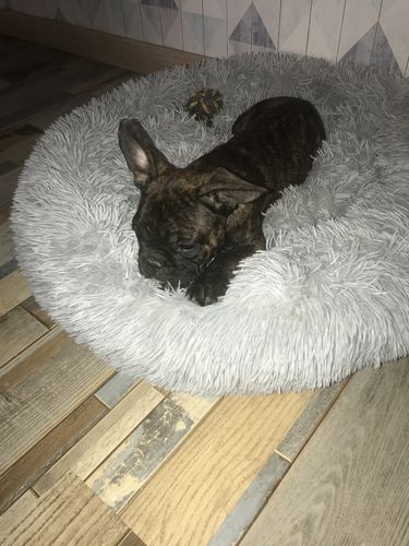 Customer photo review of Lit Apaisant Comfy® |  Pour Chien et Chat