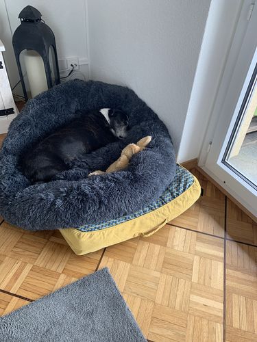Customer photo review of Lit Apaisant Comfy® |  Pour Chien et Chat