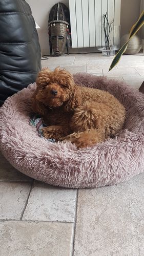 Customer photo review of Lit Apaisant Comfy® |  Pour Chien et Chat