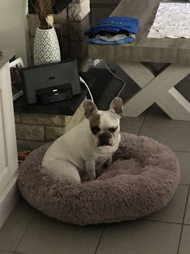 Customer photo review of Lit Apaisant Comfy® |  Pour Chien et Chat