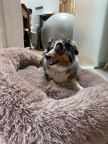 Customer photo review of Lit Apaisant Comfy® |  Pour Chien et Chat
