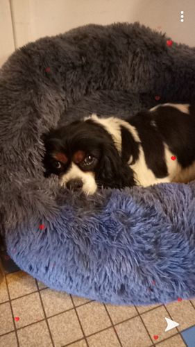 Customer photo review of Lit Apaisant Comfy® |  Pour Chien et Chat