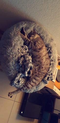 Customer photo review of Lit Apaisant Comfy® |  Pour Chien et Chat