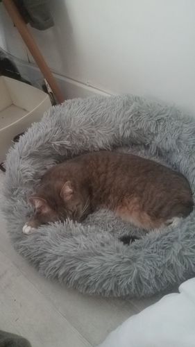 Customer photo review of Lit Apaisant Comfy® |  Pour Chien et Chat