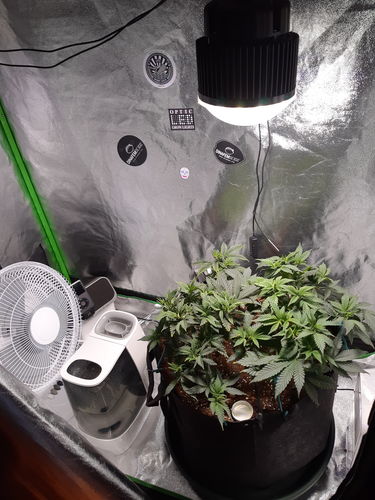Customer photo review of PhatSlim 1 LED Grow Light (gen6) 54w 3500k