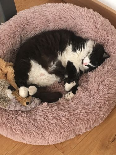 Customer photo review of Lit Apaisant Comfy® |  Pour Chien et Chat