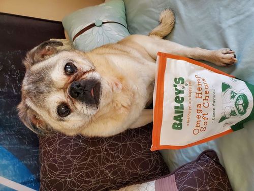 Customer photo review of Bailey's Full Spectrum Hemp Oil For Dogs w/ 300MG Naturally Occurring CBD