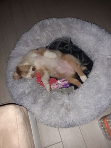 Customer photo review of Lit Apaisant Comfy® |  Pour Chien et Chat