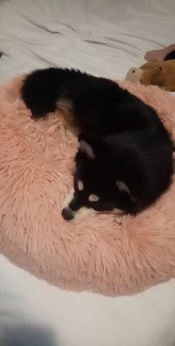 Customer photo review of Lit Apaisant Comfy® |  Pour Chien et Chat