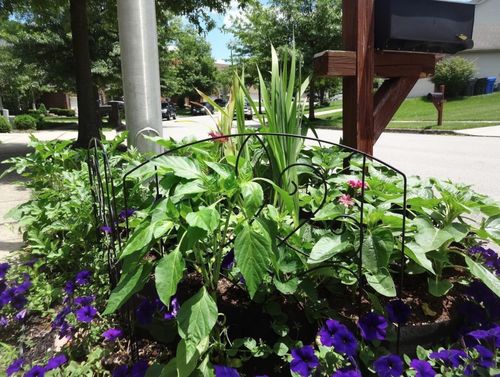 Customer photo review of Le Potager Magique