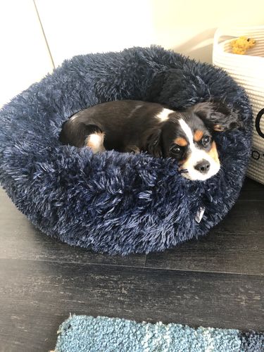 Customer photo review of Pet Calming Bed