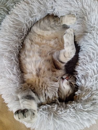 Customer photo review of Lit Apaisant Comfy® |  Pour Chien et Chat