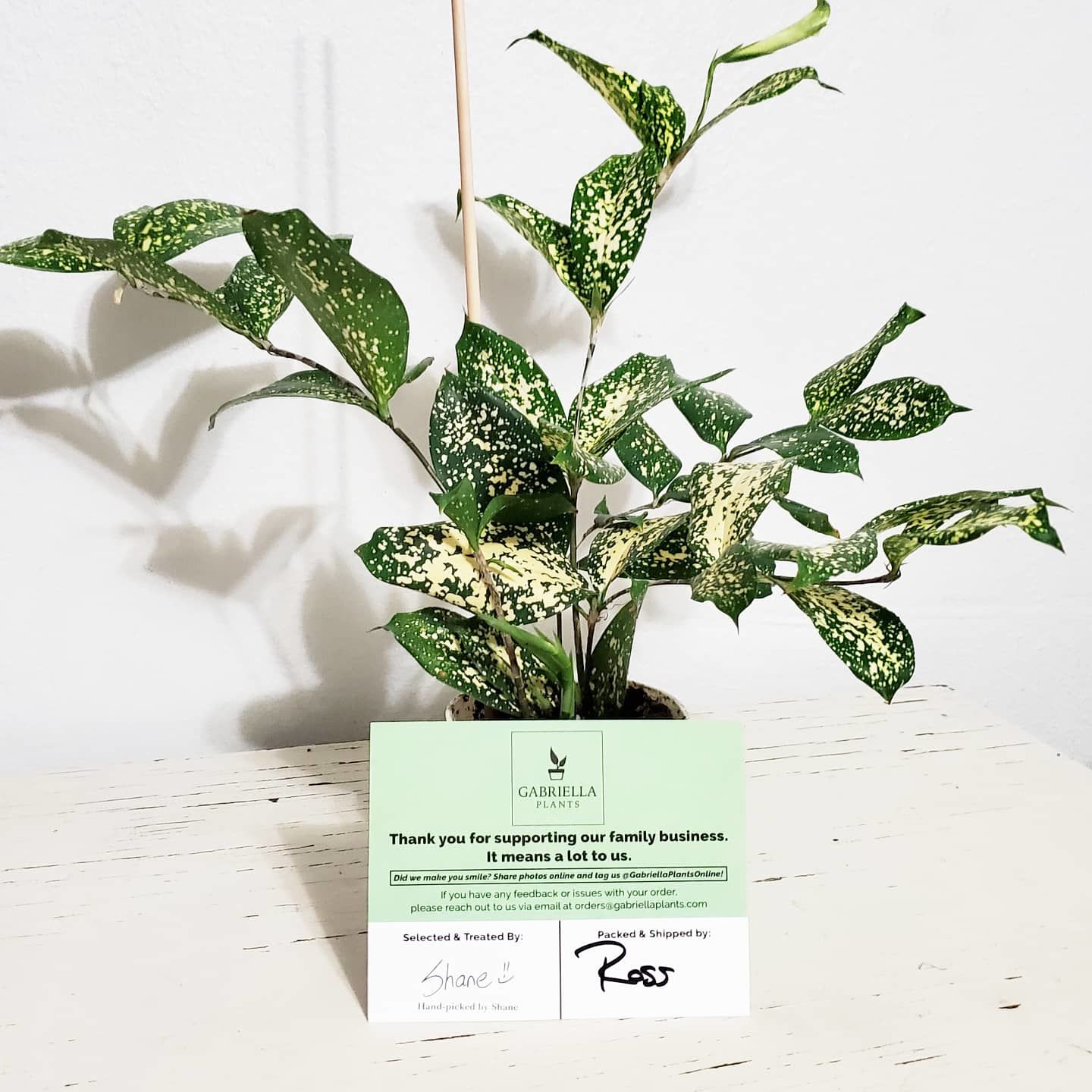 Customer photo review of 4" Dracaena Godseffiana