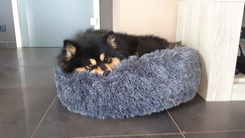 Customer photo review of Lit Apaisant Comfy® |  Pour Chien et Chat