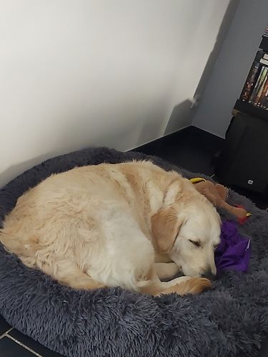Customer photo review of Lit Apaisant Comfy® |  Pour Chien et Chat