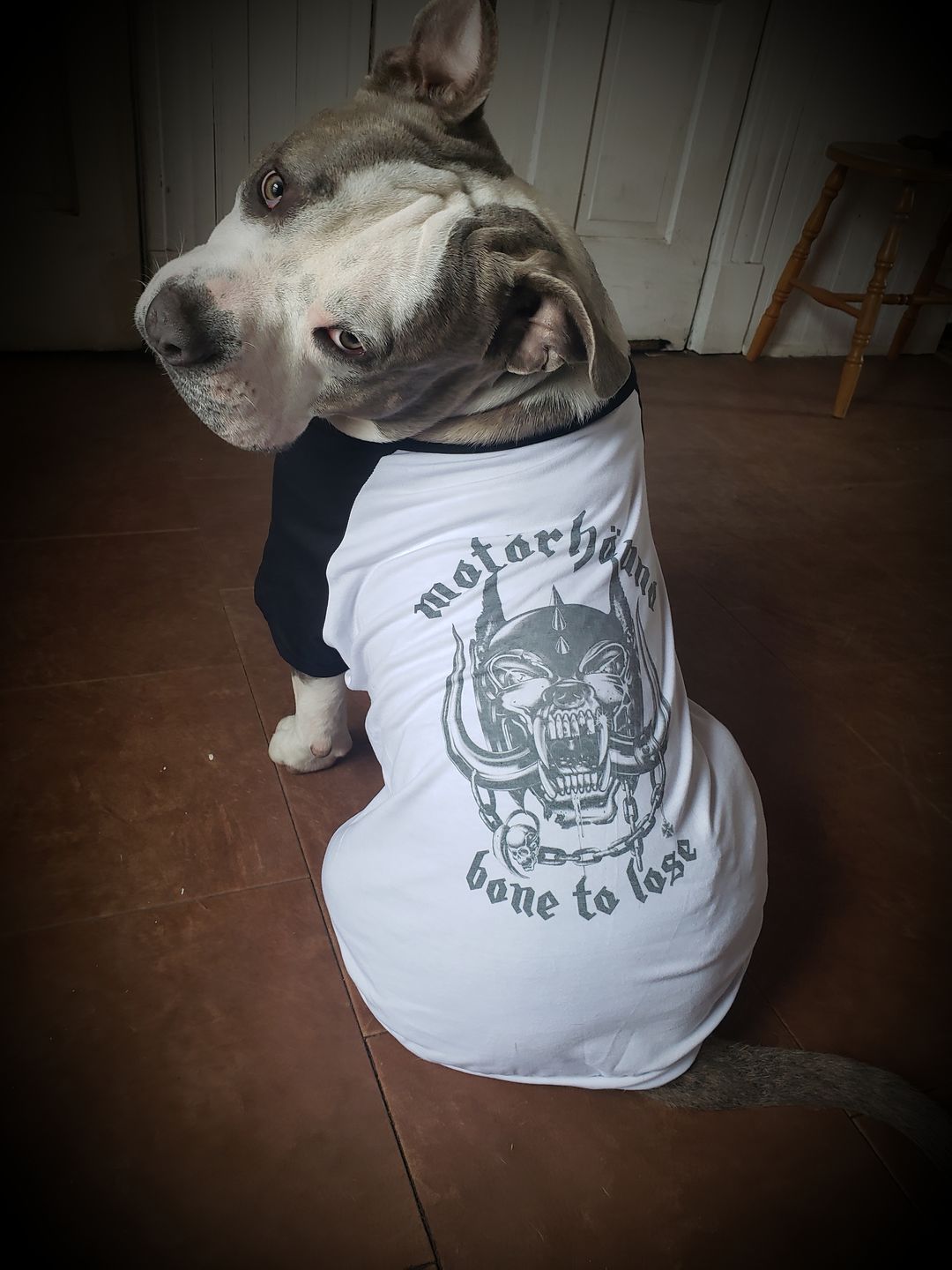 Customer photo review of Motorhound Raglan Dog Tee