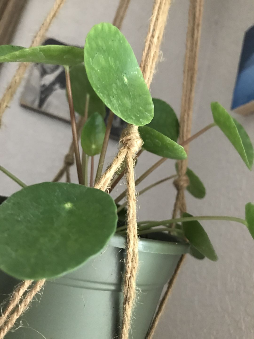 Customer photo review of 4" Pilea Peperomioides