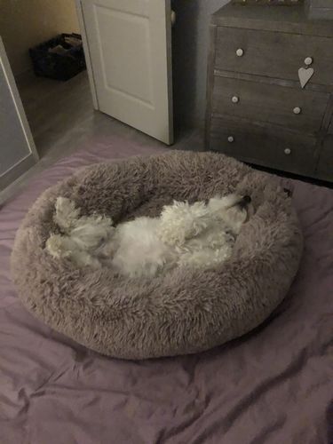 Customer photo review of Lit Apaisant Comfy® |  Pour Chien et Chat