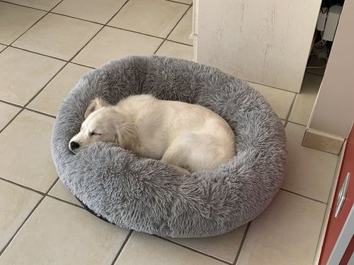Customer photo review of Lit Apaisant Comfy® |  Pour Chien et Chat