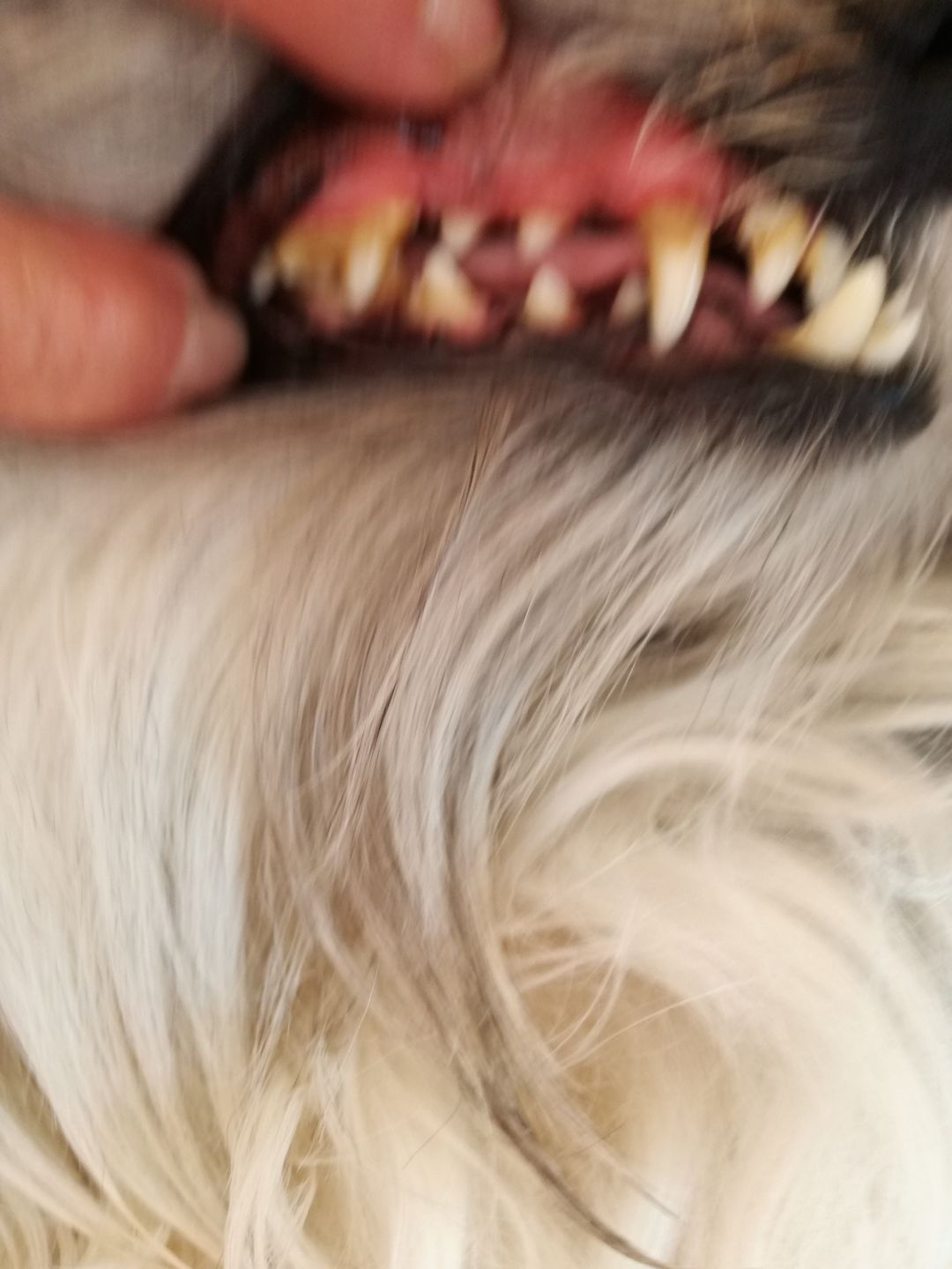 Customer photo review of Spray anti-tartre pour chien