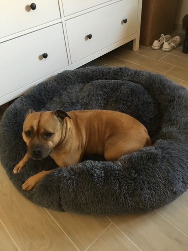 Customer photo review of Lit Apaisant Comfy® |  Pour Chien et Chat