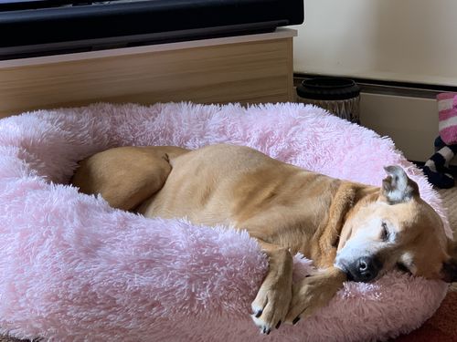 Customer photo review of Pet Calming Bed