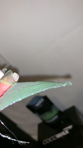 Customer photo review of KIT ÉPILATION 4X CIRES (+1 SPATULE GRATUITE)