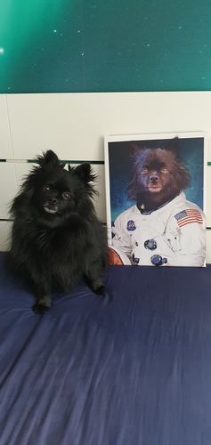 Customer photo review of L'Astronaute