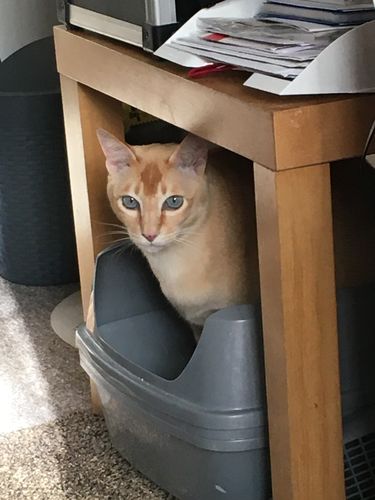 Customer photo review of Litter