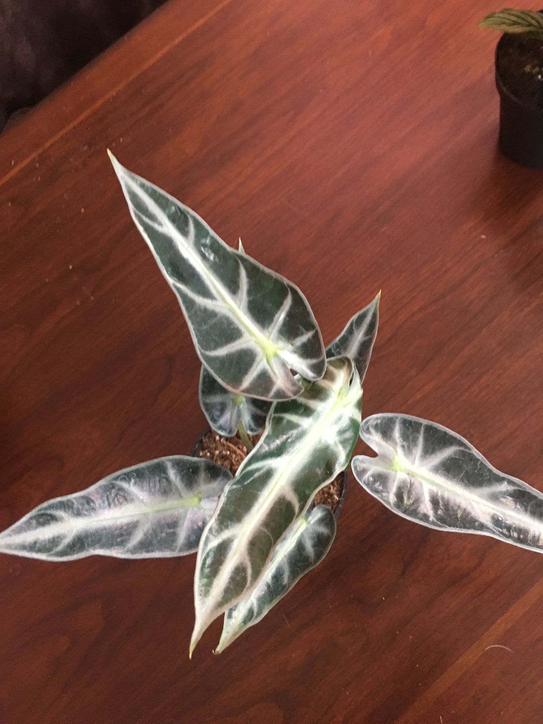 Customer photo review of 4" Alocasia Bambino