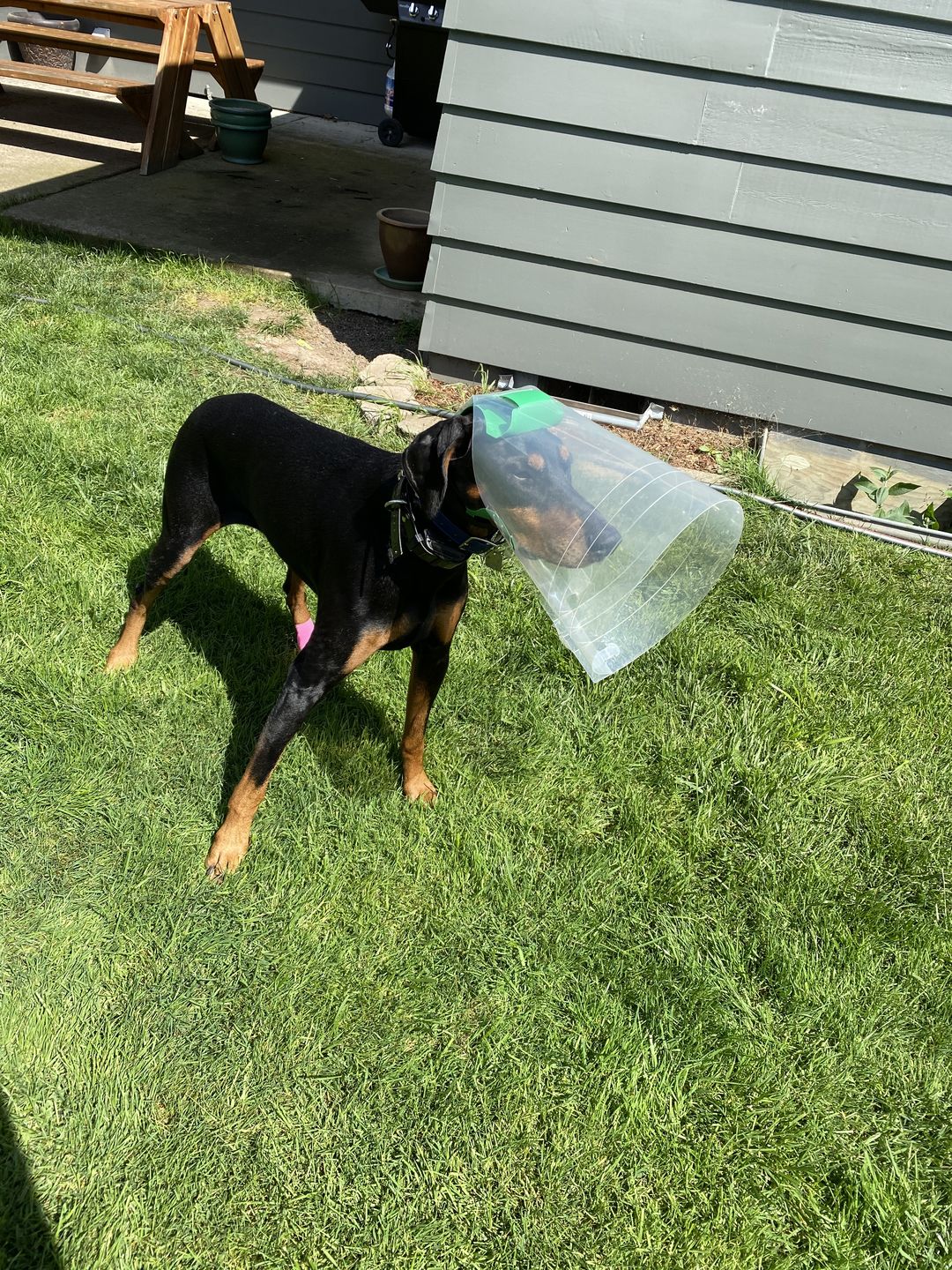 Customer photo review of NovaGuard Recovery Collar