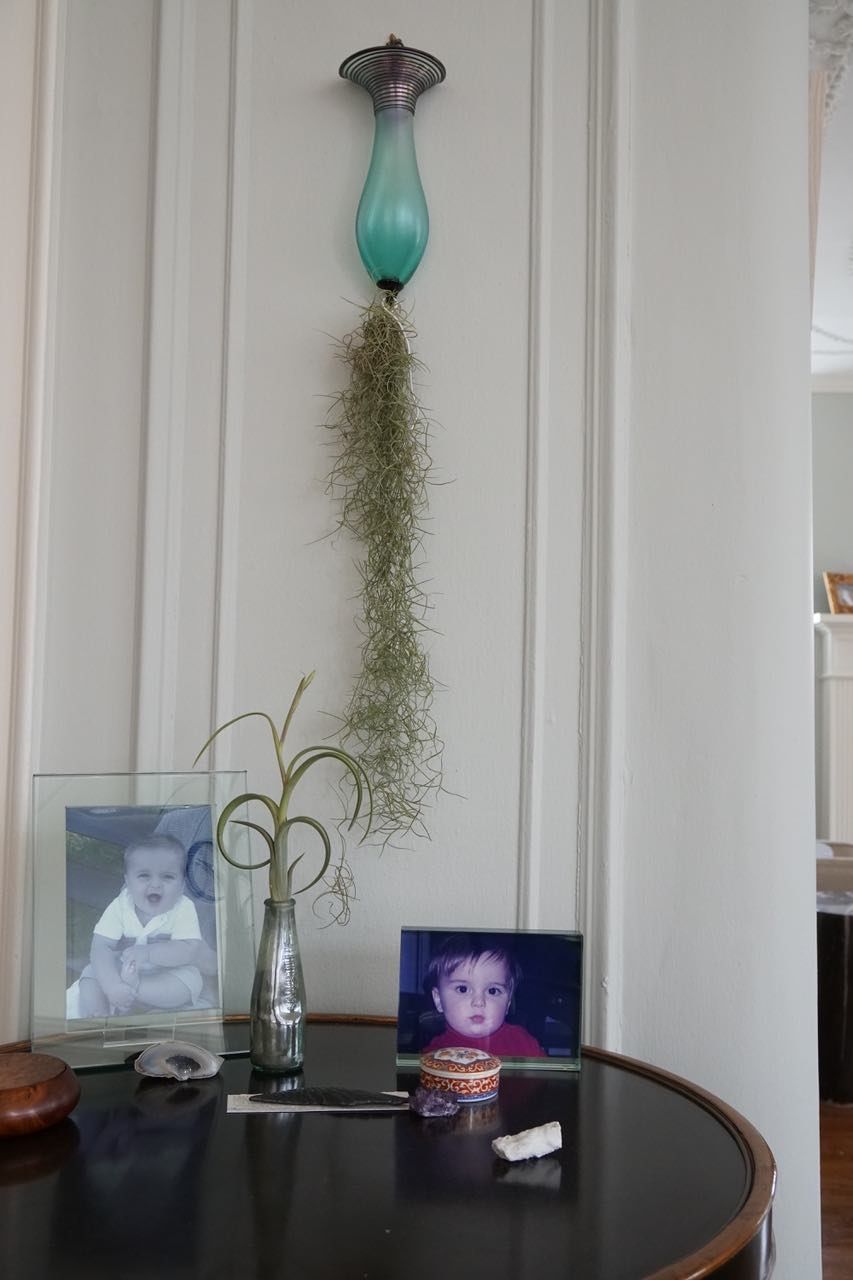 Customer photo review of 15 Pack Premium Air Plants Mix  *Cannot Be Shipped Internationally*