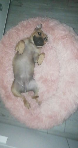 Customer photo review of Lit Apaisant Comfy® |  Pour Chien et Chat